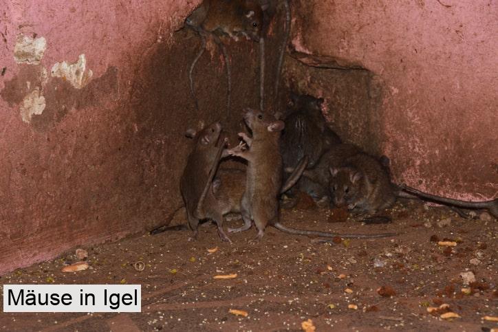 Mäuse in Igel